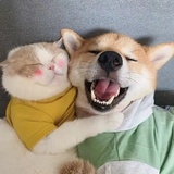 小笨蛋