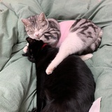 家有爱猫