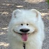 小宝的姐姐🐶
