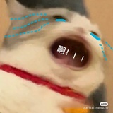 啊哒哒哒