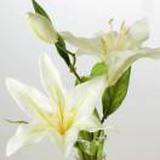 豆豆豆