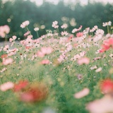 Niyayesh