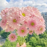 烧卖不愿发糖