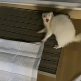乐不思鼠