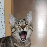 大强Luis