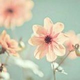 卡西法—