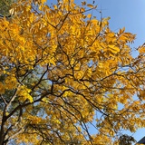 树