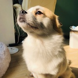 笨笨同学
