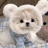 椰子味葡萄汁