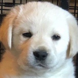 麻辣鸭脖