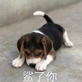 皮皮