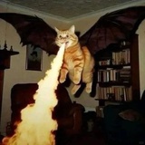 喷火猫