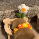 王间花