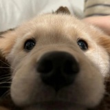 胡说八道专家