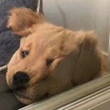困掉了脑袋
