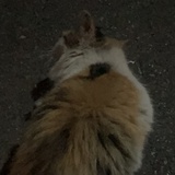 蓝犬