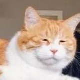 一拖橘猫