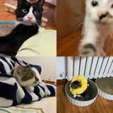 花猫克拉布🐾