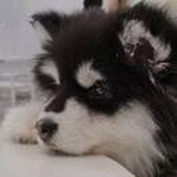 幼稚农村人