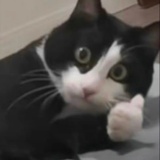 你是真的辣个