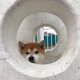 TARDIS已失联