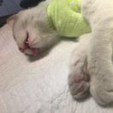 秋山梨乃宝