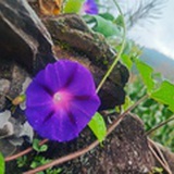 小相象