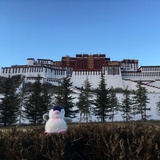 女主小企鹅