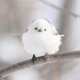 叶落知天下