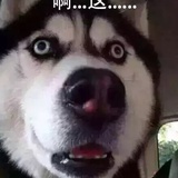 憨憨二哈