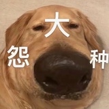 真是纯纯大冤种