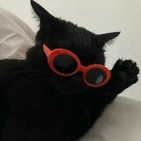 梦猫