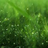 雨后花香浓