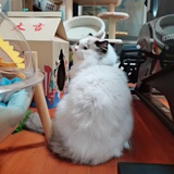 Simple海绵