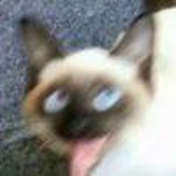 啥也不会耶