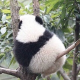 盖特