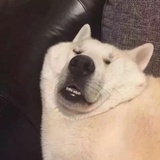 懒の力 终极型