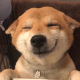 倔强的小皮