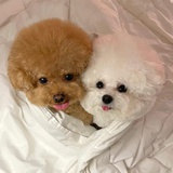 狗