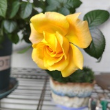 Sunny_psy