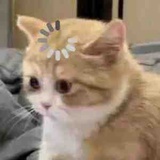 一只靓仔