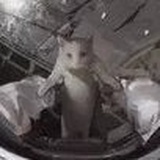 西西卡