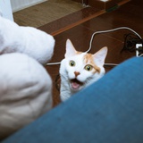 开发中
