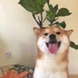 张小头