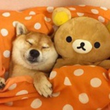 蔡蔡不爱吃蔬菜