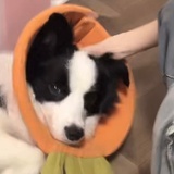 碎碎