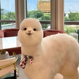 木樨