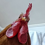 小鸡打鸣