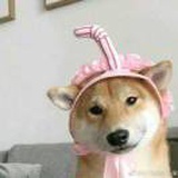 莳玖的雾