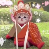 每天只想做废材